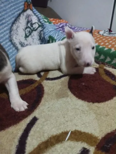 Filhote bull terrier, O pacote completo: fofura, lealdade e muito carinho!