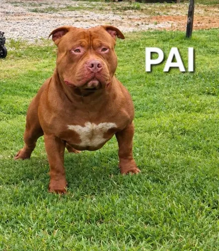 American Bully XL Fêmea 