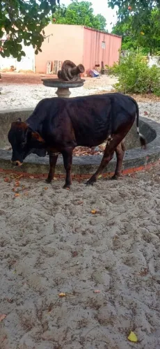 VENDO EXCLENTE GARROTE GIROLANDA APENAS 10 MESES
