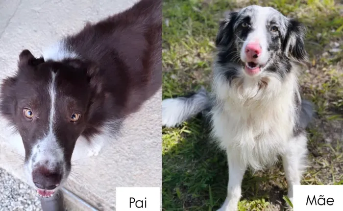 Vendo filhotes de border collie