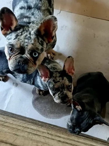 Bulldog francês