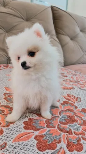 Lulu da Pomerânia anão