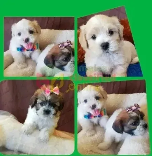 Maltês com shitzu