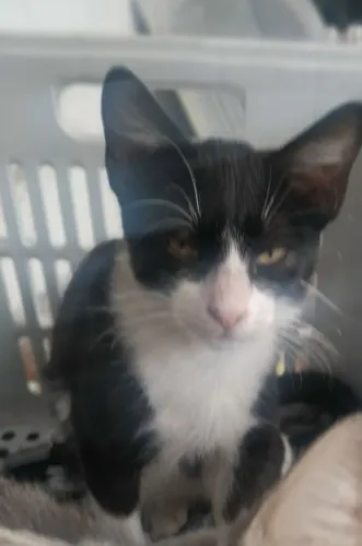 Adoção Responsável Filhotes de Gato