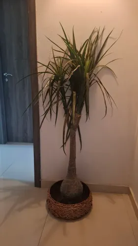 Planta artificial pata de elefante lindíssima