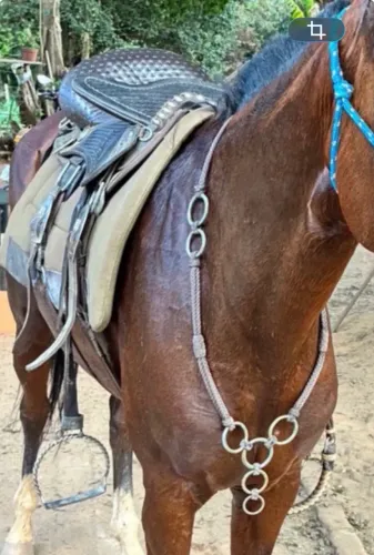 Vende se sela chifre de veado/cutuco, rédea, cabeçada e peiteira tudo junto 