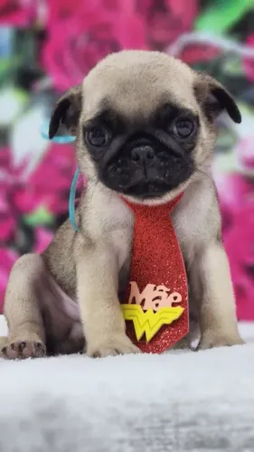 Pug Filhote 70 dias preço Especial