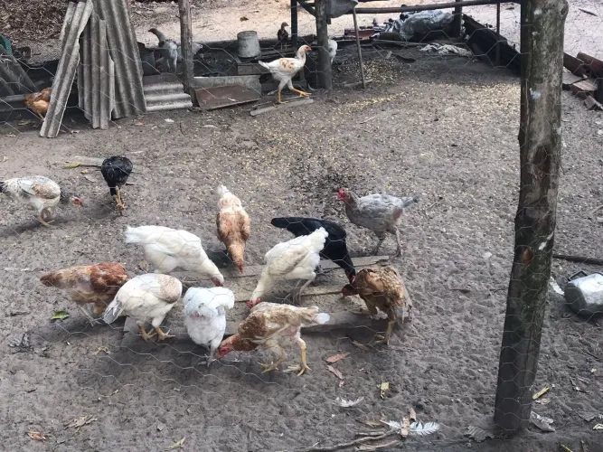 Vendo galinhas e frangos caipiras