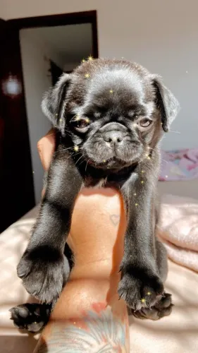 Os Pug que voce queria