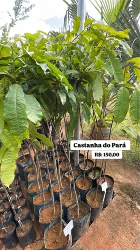Mudas de Castanha do Pará com 1,5 MT