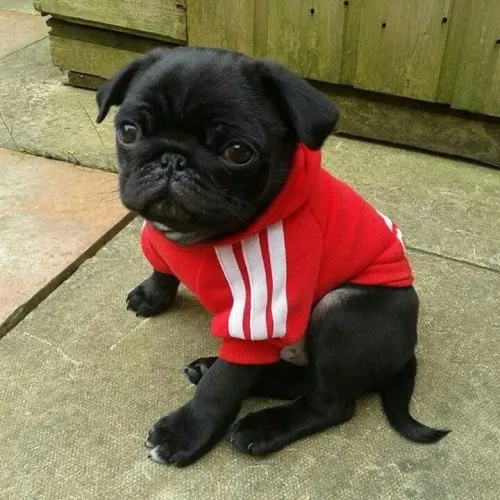 Pug filhote - uniforme vermelho