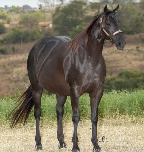 Potro Rosilho de Preto PO