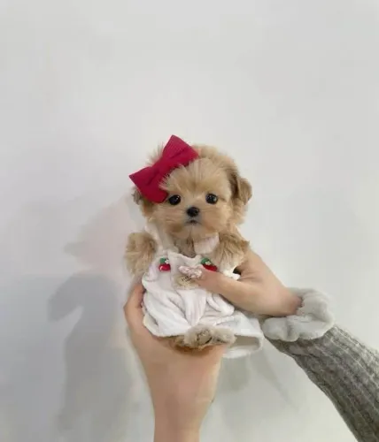 Filhote Maltês, O Melhor Presente da Vida Tem Quatro Patas!