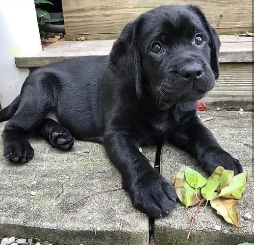 Filhote Labrador Negro e perfeito