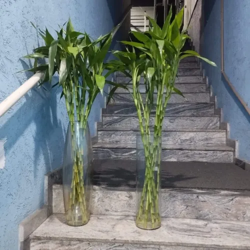 Bambu da sorte e bambú Mosso grandes e enraizado