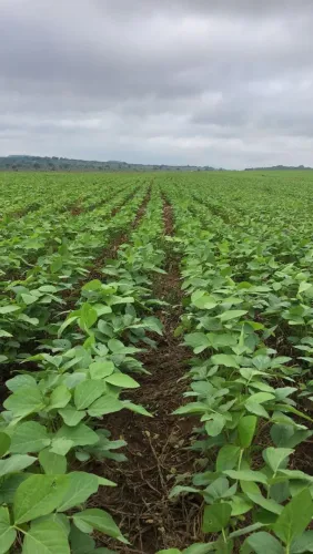 Fazenda de arrendamento Goiás, 2.422 hec, plantando 1.700 + 700 pra gradear em pasto