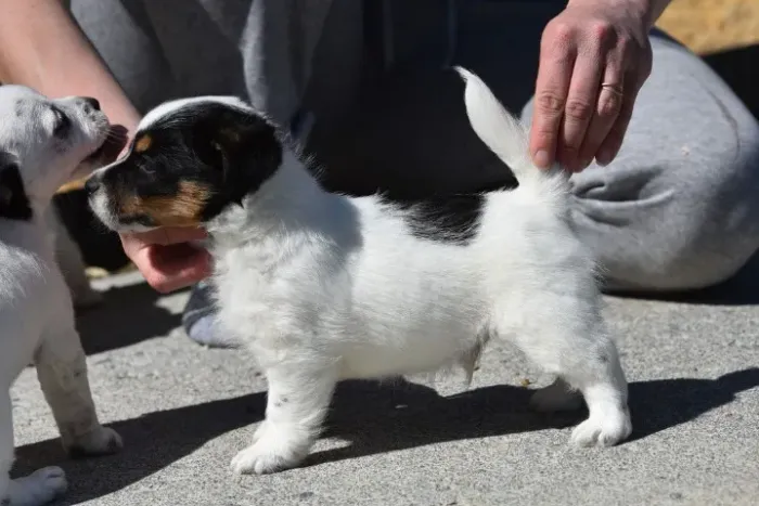 Jack Russell Terrier Lisa - Elegância, Obediência e Muito Amor para Sua Família!