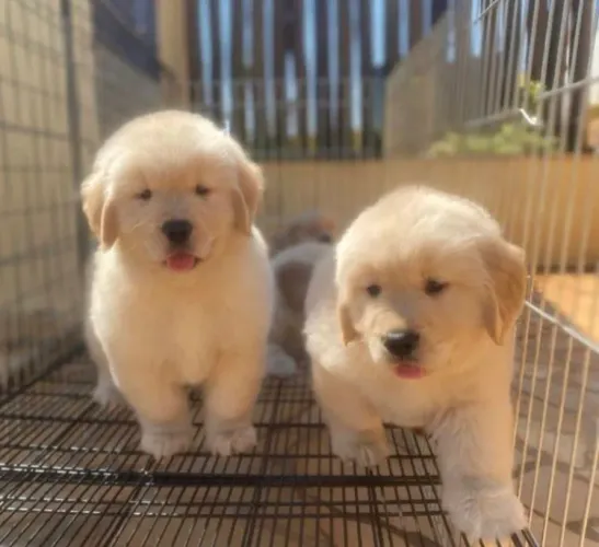 Golden retriever macho ou fêmea 