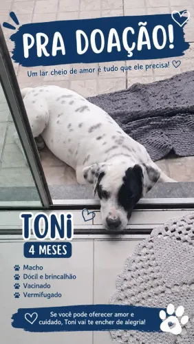 TONI ESTÁ A PROCURA DE UM LAR ? entre em contato *