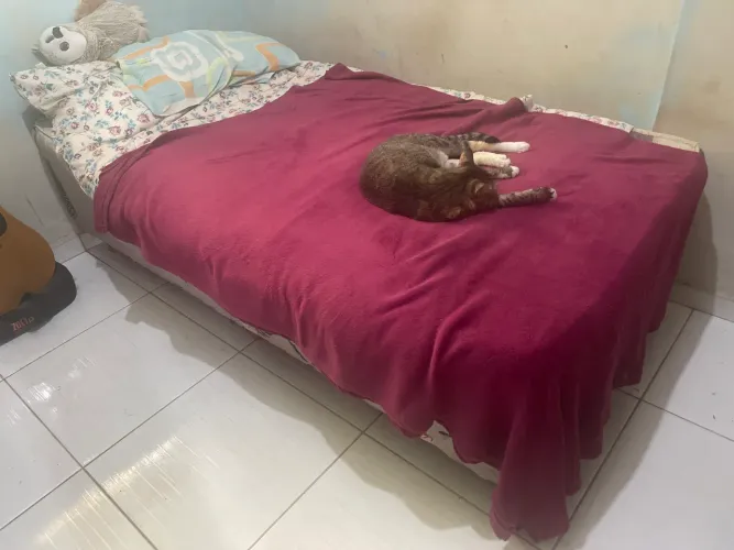 Cama box