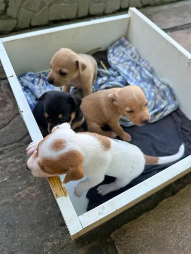 Filhotes de cachorro pinscher de numeração 02.