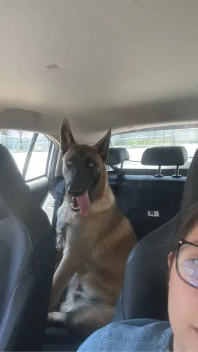 FILHOTES PASTOR BELGA MALINOIS