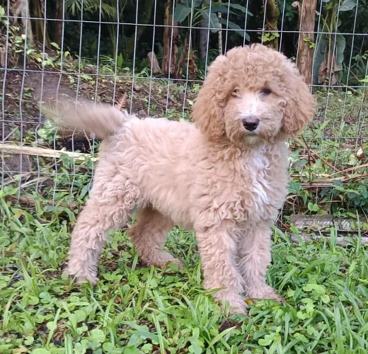 Poodle Gigante fêmea abricó 
