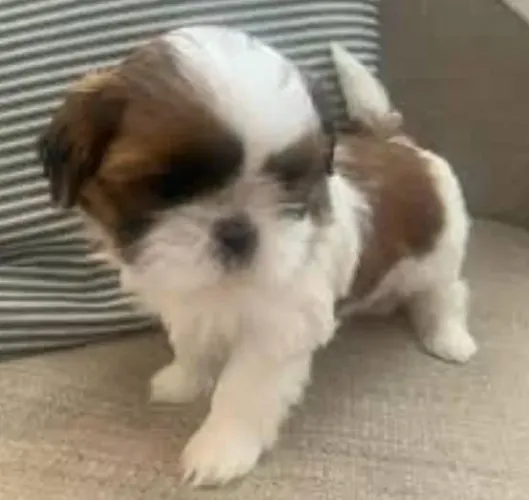 Shihtzu Mini Filhotes Ótimos Para Crianças.