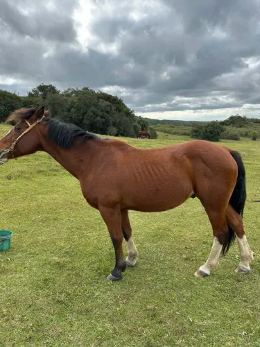 Cavalo crioulo marcado
