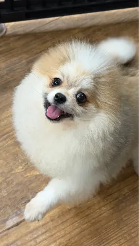 Lulu da pomerania