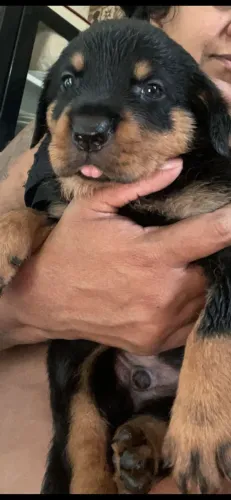 filhotes de rottweiler