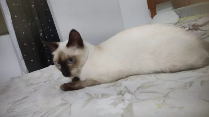 Gata fêmea para adoção filhote siamês