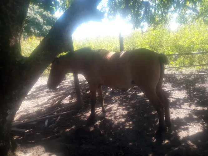 Venda essa potranca baia 4anos , mansa so d cabresto