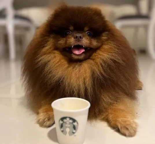 Lulu da Pomerânia Macho Capuccino para Cruza (Com Pedigree)