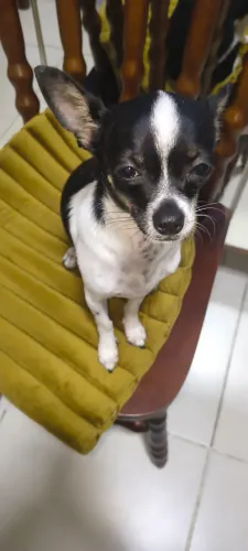 Chihuahua Macho