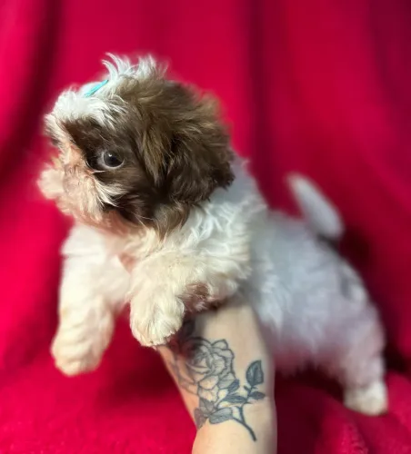 Bebê de Shih tzu macho branco e chocolate