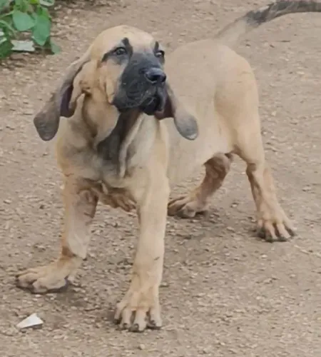 FILHOTES DE FILA BRASILEIRO - ALTO PADRÃO