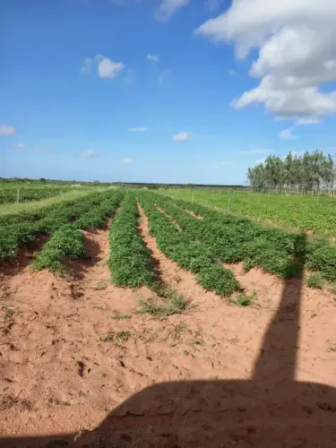 Excelente fazenda com 60 hectares próximo a santa luzia de touros