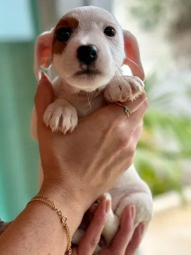 Vendo filhotes Jack Russel Terrier