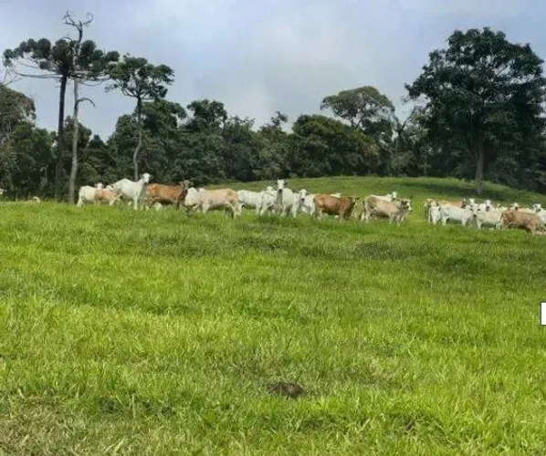 Fazenda à venda, 1470000 m² por R$ 4.851.000,00 - Área Rural - Santa Rita de Caldas/MG