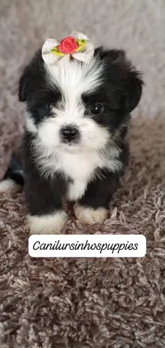 lhasa apso lindos bebes pronta entrega referencia unica