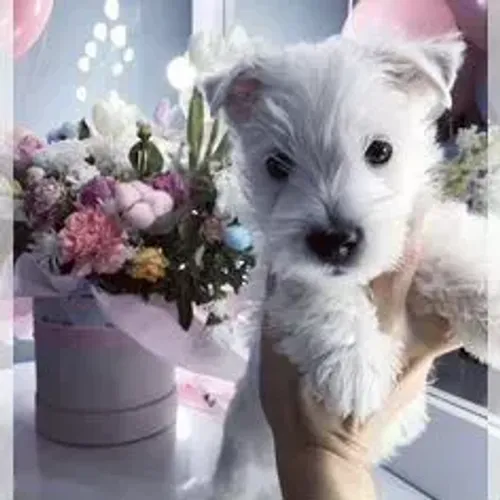 West Terrier Filhote Muito Carente