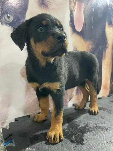 Filhote de rottweiler cabeça de touro