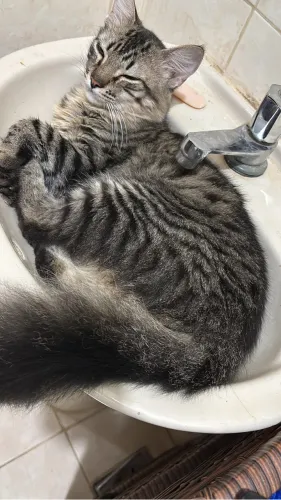 Doação Gato