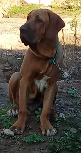 Raça fila brasileiro