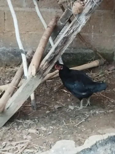 Galinha caipira 
