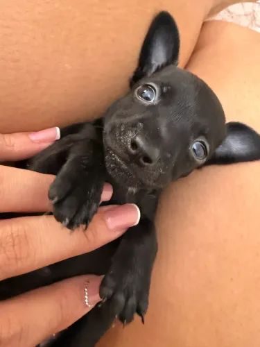 Filhote Pinscher