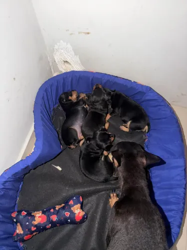 Animais de estimação