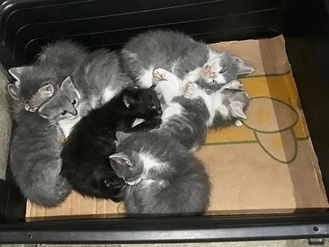Gatos