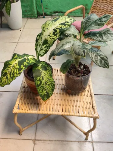 Vendo kit de plantas